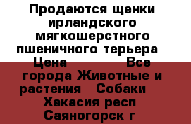 Продаются щенки ирландского мягкошерстного пшеничного терьера › Цена ­ 30 000 - Все города Животные и растения » Собаки   . Хакасия респ.,Саяногорск г.